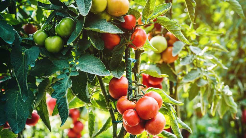 A bush of ripe tomatoes in the garden.Ripe tomato plant. Fresh bunch of red natural tomatoes on a branch in vegetable garden. Blurry background and copy space for your advertising text message.