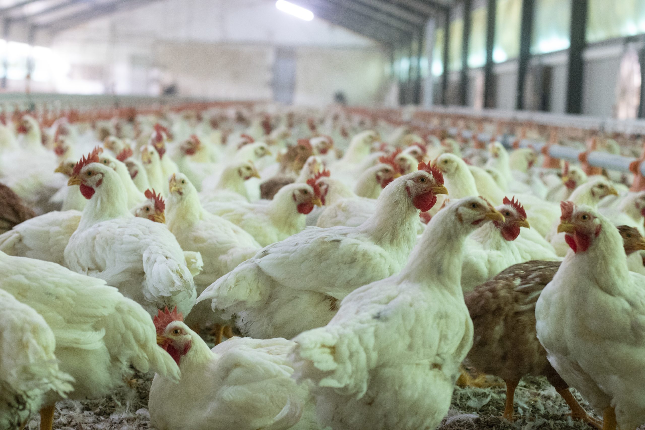 profitable poultry farming