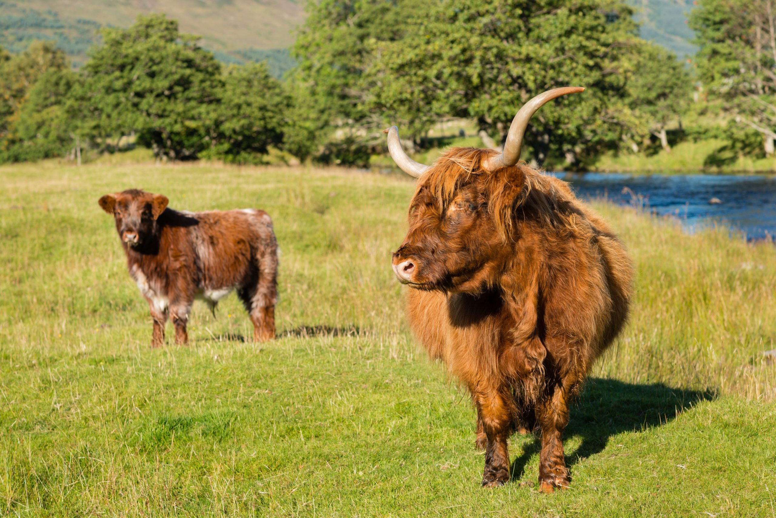 how hard is it to care for mini cows