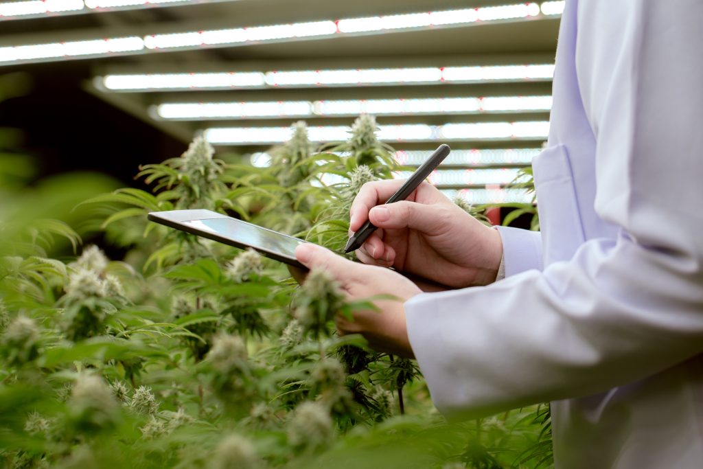 A person in a white coat writes on a digital clipboard in a indoor cannabis farm.