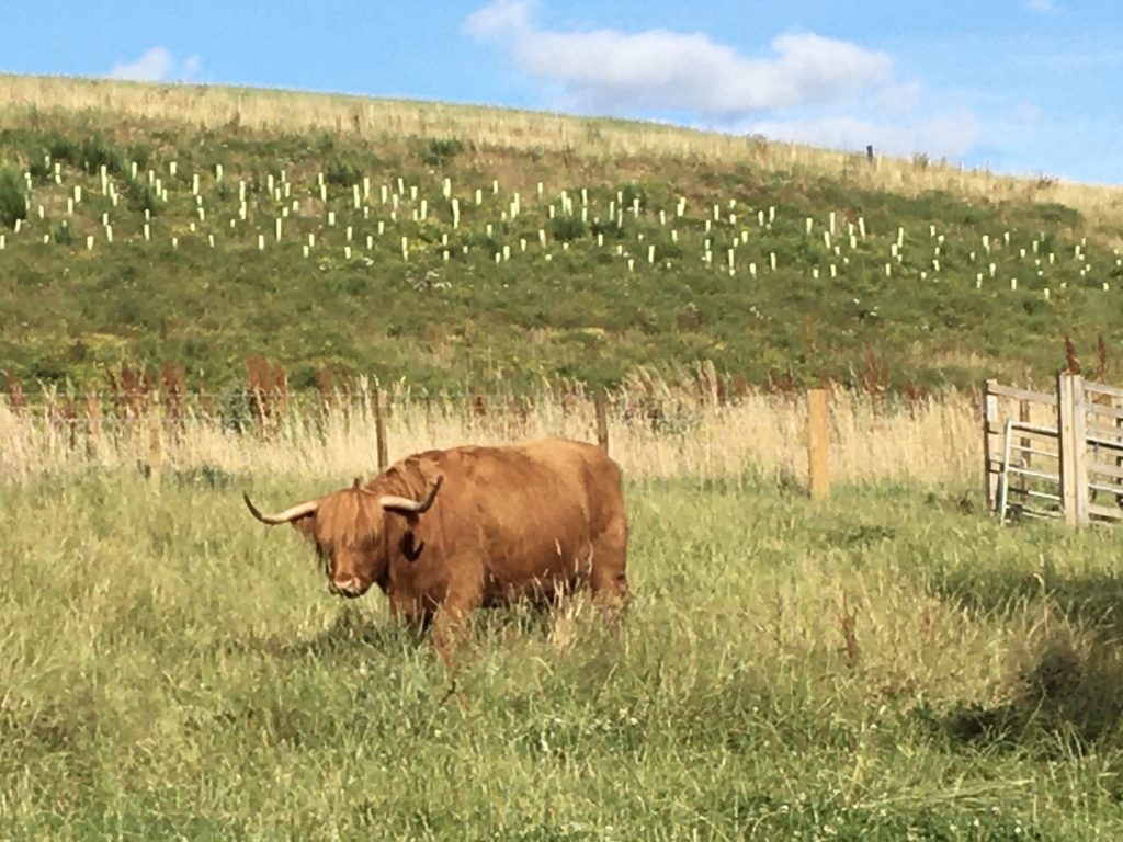 A piece of long-haired Scottish Highland cattle pasturing in a fenced meadow in Summer