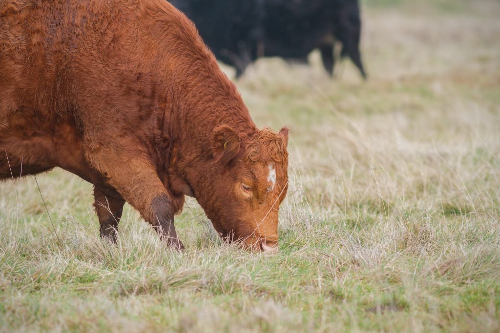 A Red Cow Grazing in a Meadow in Winter