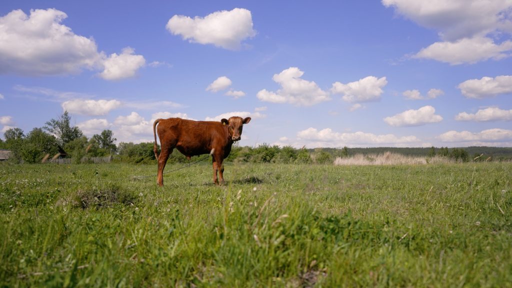 mini cow