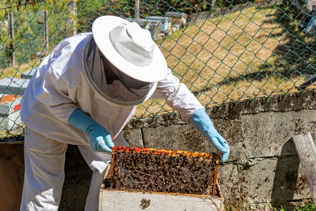 A woman beekeeper extracting honey comb from a hive