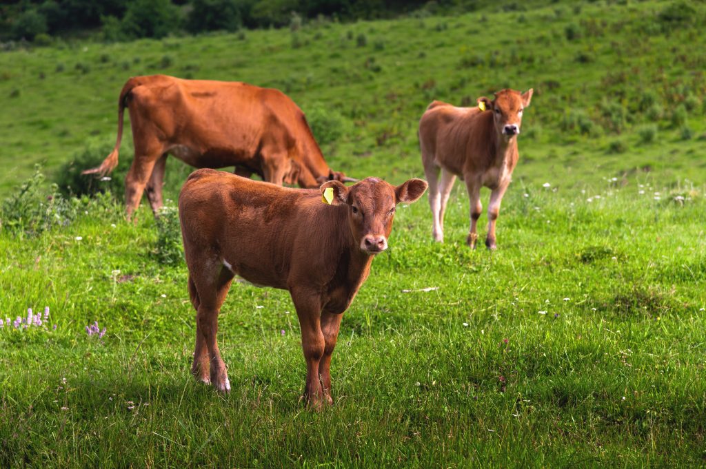 A young Bay calf with a tag on his ear grazes in a green meadow against the background of other calves and a cow in a mountainous area. Calves look at the camera.