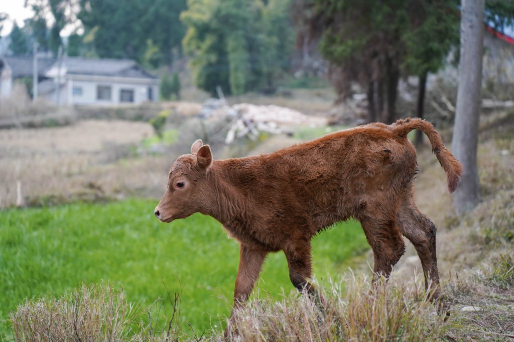 A young brown calf standing on a grassy field. It appears to be taking its first steps in the world, representing innocence and vulnerability.