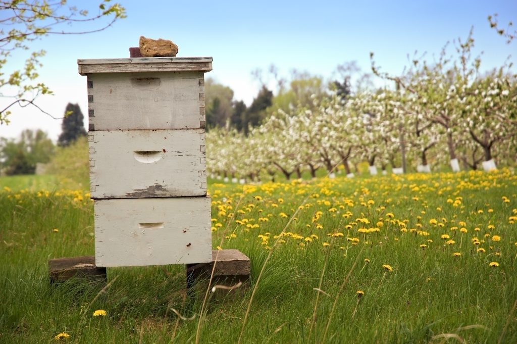 Beekeeping with Blooming Apple Trees in Background
