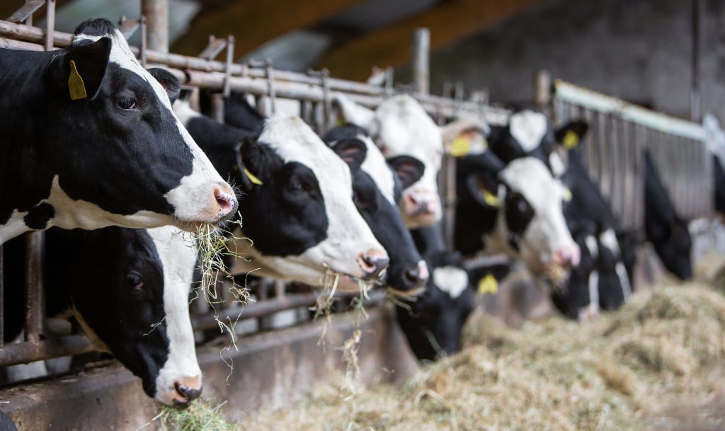 black and white spotted cows feed on hay inside dutch farm in the netherlands