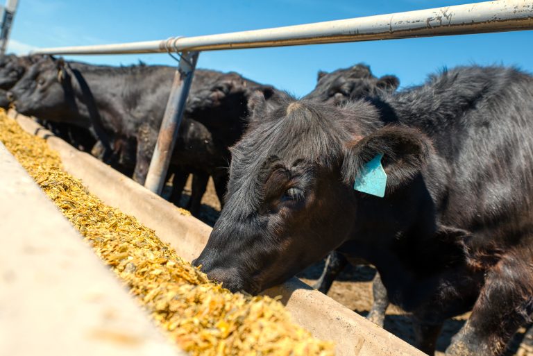 7 Top Feeds for Healthy Cattle: Best Choices Revealed