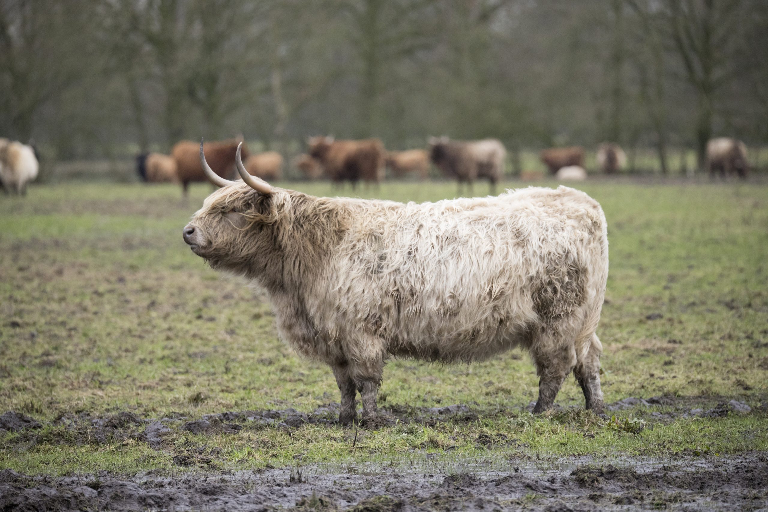 Bos taurus, scottish highlander