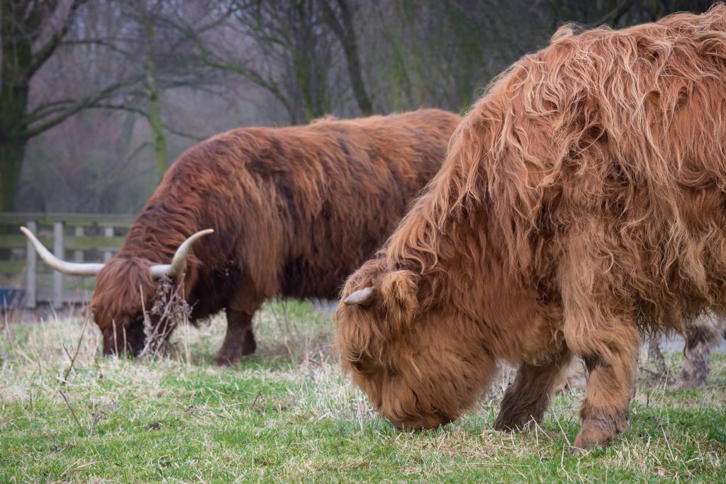 Calf and mother of Scottish Highland cattle. Horned Highland Cattle grazing on the grass near the pond. Close up of scottish highland cow on european meadow. Long haired brown young highland cattle
