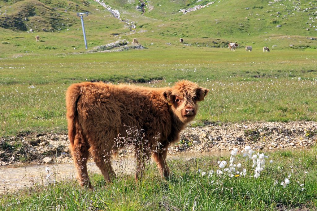 Calf of Scottish Highland cattle