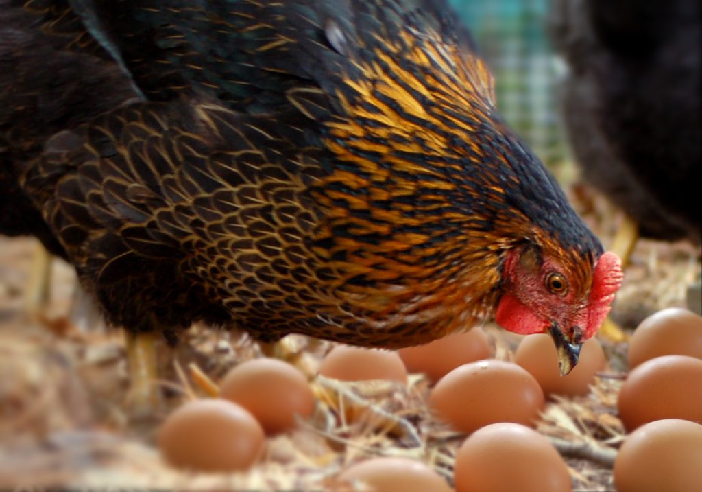 Cape Cod free range backyard chickens with brown eggs. Close up of one hen scratching the ground.