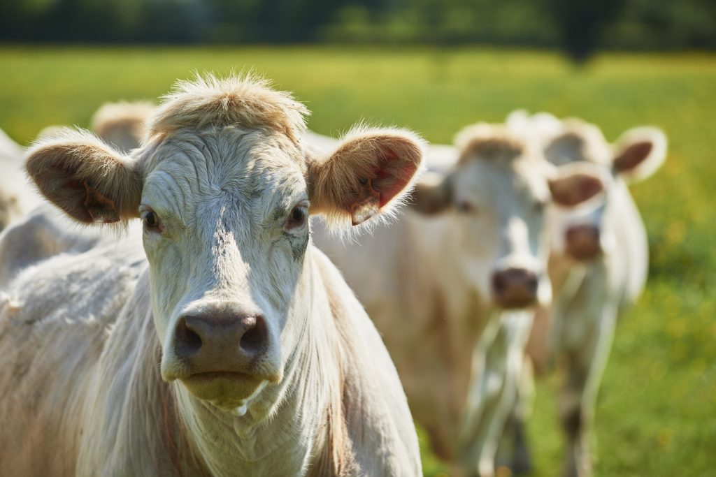 charolais cattle in burgundy, france