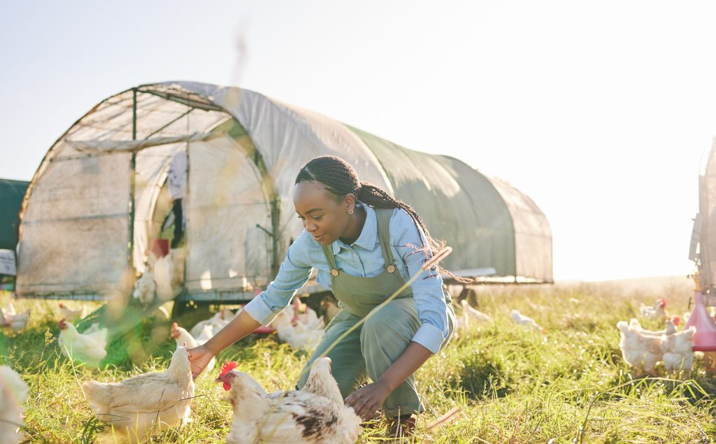 Chicken coop, black woman and agriculture on a eco friendly and sustainable with farm management. Countryside, field and agro farmer with a smile from farming, animal care work and working in nature