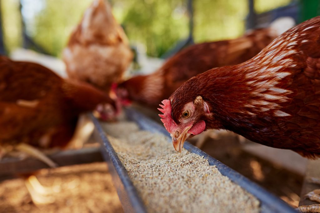 chicken eats feed and grain at eco chicken farm, free range chicken farm