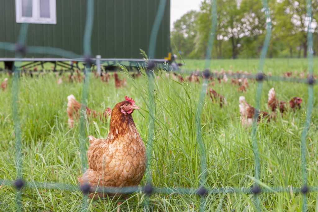 Chicken in a fenced meadow. In the background you can see other chickens and the mobile chicken coop.