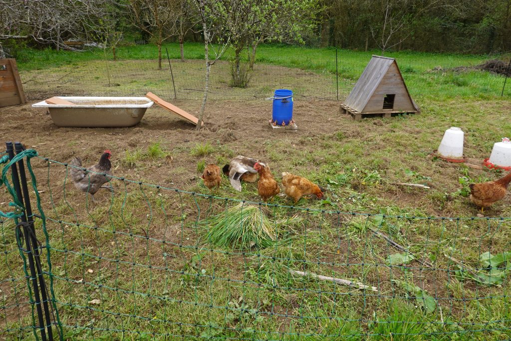 chickens and rooster in the yard of a country house. hens in garden