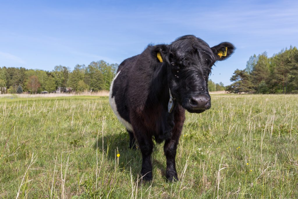 City Bolderaja, Latvia. Scottish longhaired cows graze in a meadow.23.05.2020