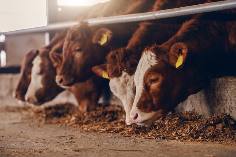 5 Top Cattle Farming Methods for Maximum Profit