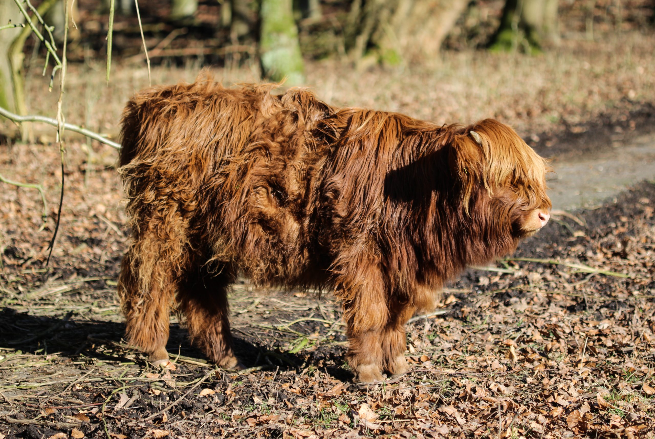 Scottish highlander calf