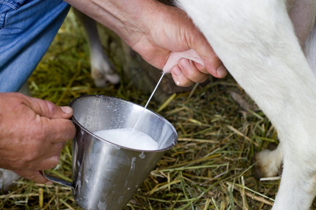 Close up of male hand pulls an udder of a goat