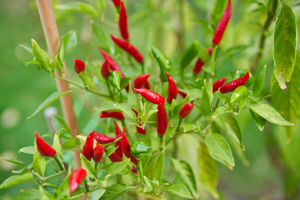 Close up picture of ripened red hot chilli peppers on the chilli plant in the organic home garden before harvest and after drying to be used like spicy seasoning in asian, indian or mexican cuisine.
