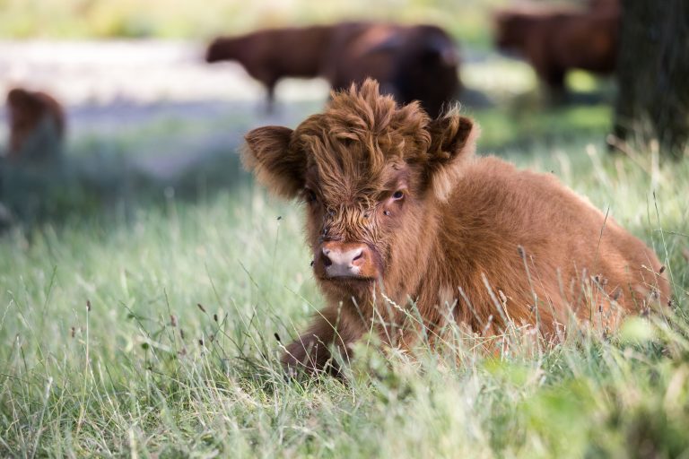 5 Essential Tips for Miniature Cow Care