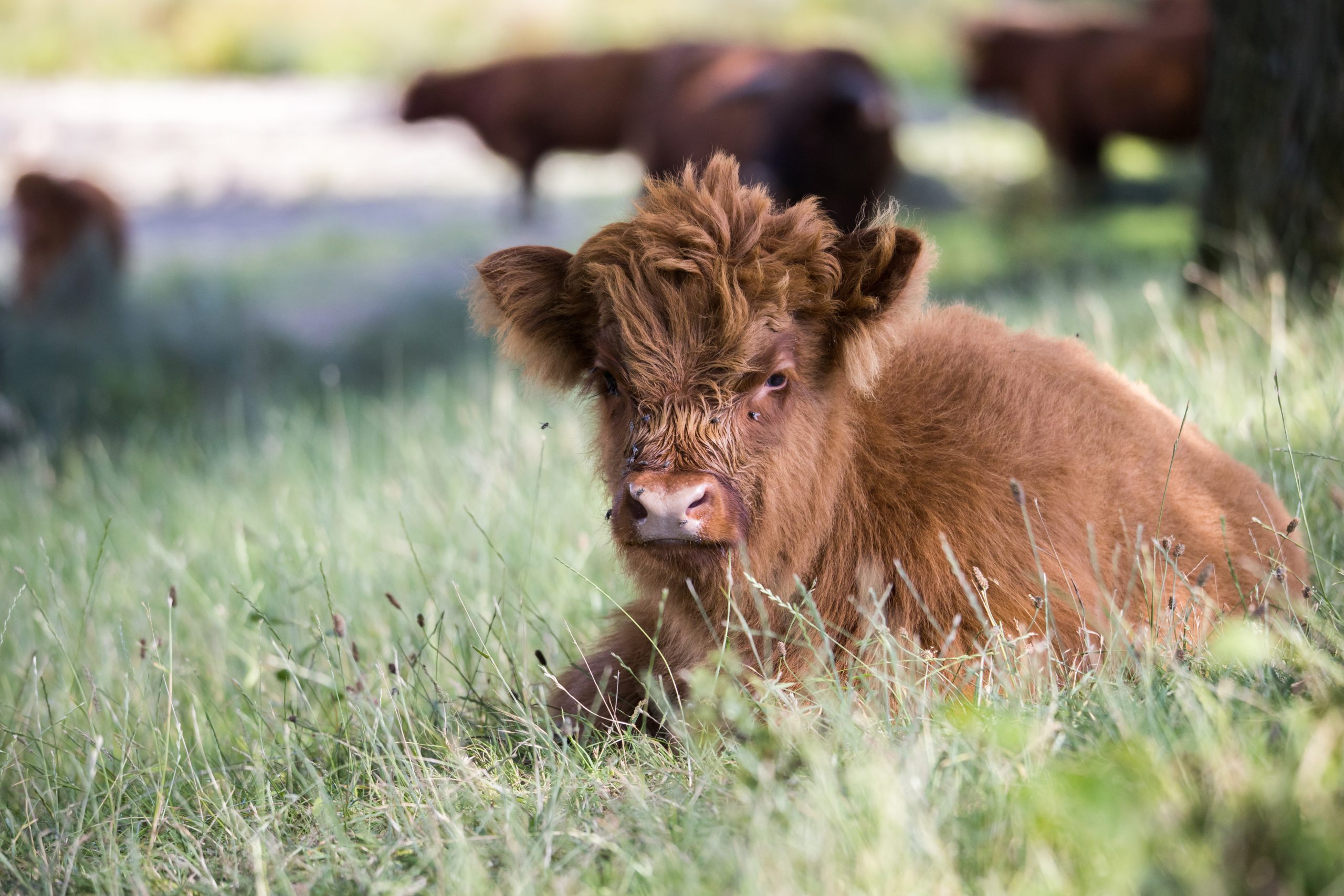 how do you take care of a miniature cow