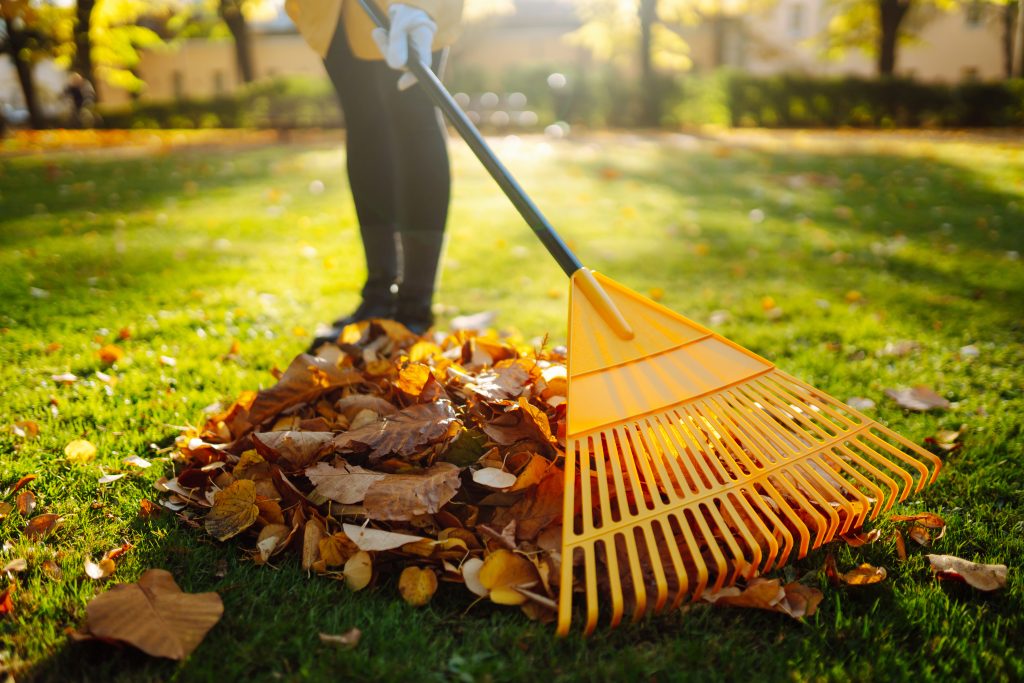 Collection of fallen leaves. Raking autumn leaves from the lawn on the lawn in the autumn park. Using a rake to clear fallen leaves. The concept of volunteering, seasonal gardening.