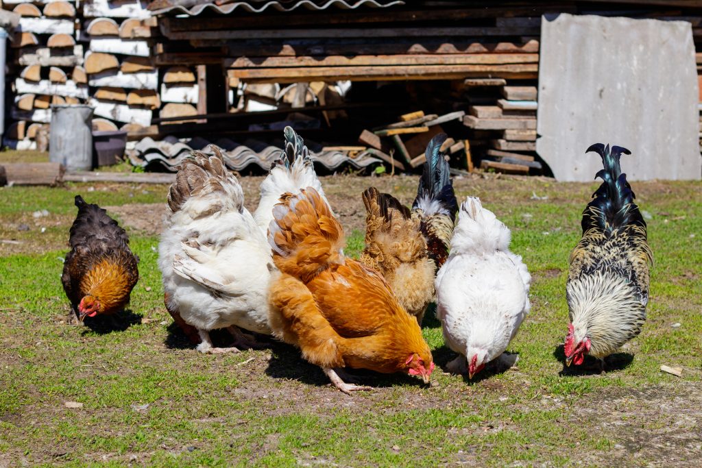 Colorful roosters pecking seeds on the grass in the yard.