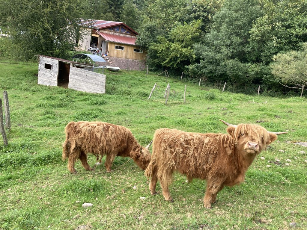 Cows in a field in France - Vosges