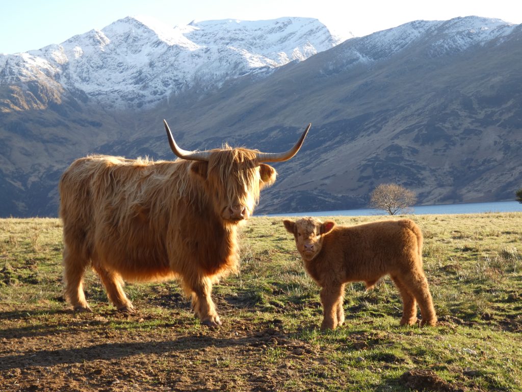 Cows with calf with beautiful snowy mountains in the background. Fort William