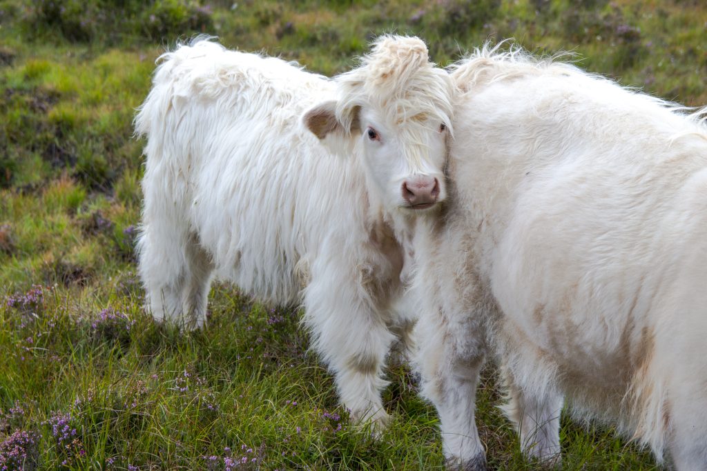 Cute shy highland cow was trying to hide behind his mother putting her tail on his head :)