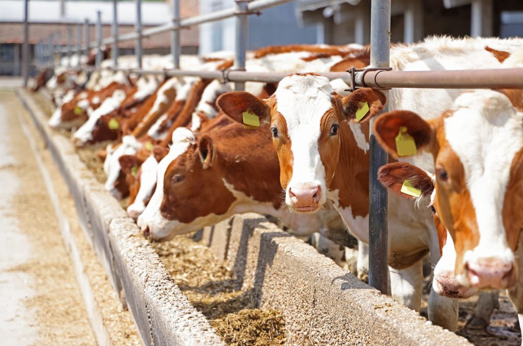 Dairy farm, simmental cattle, feeding cows on farm