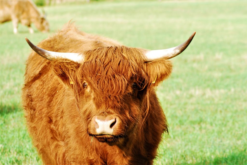 Face of a galloway cow as a portrait