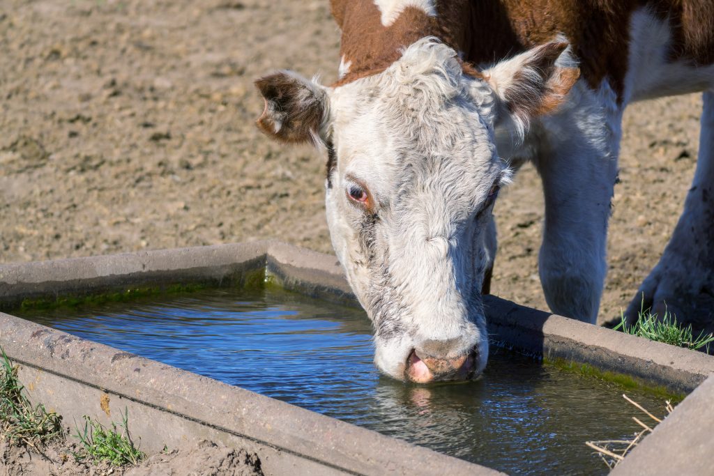 face of a Hereford breed cow drinking water in a water trough in a field