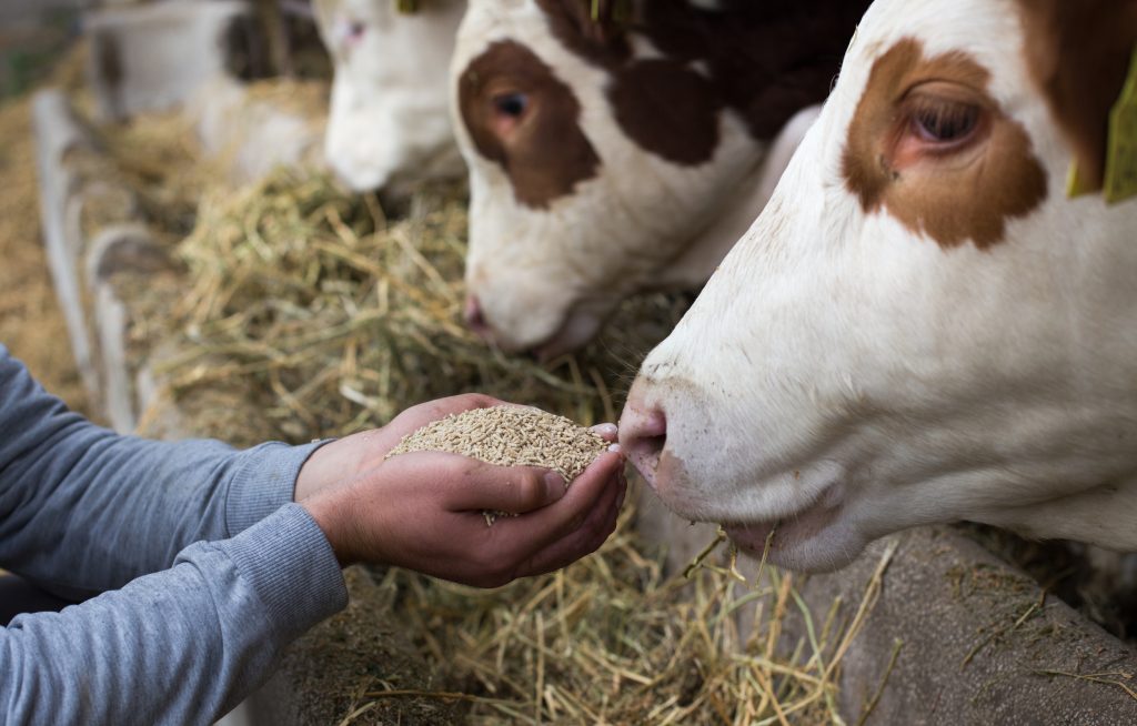 Farmer holding dry food in granules in hands and giving them to cows in stable