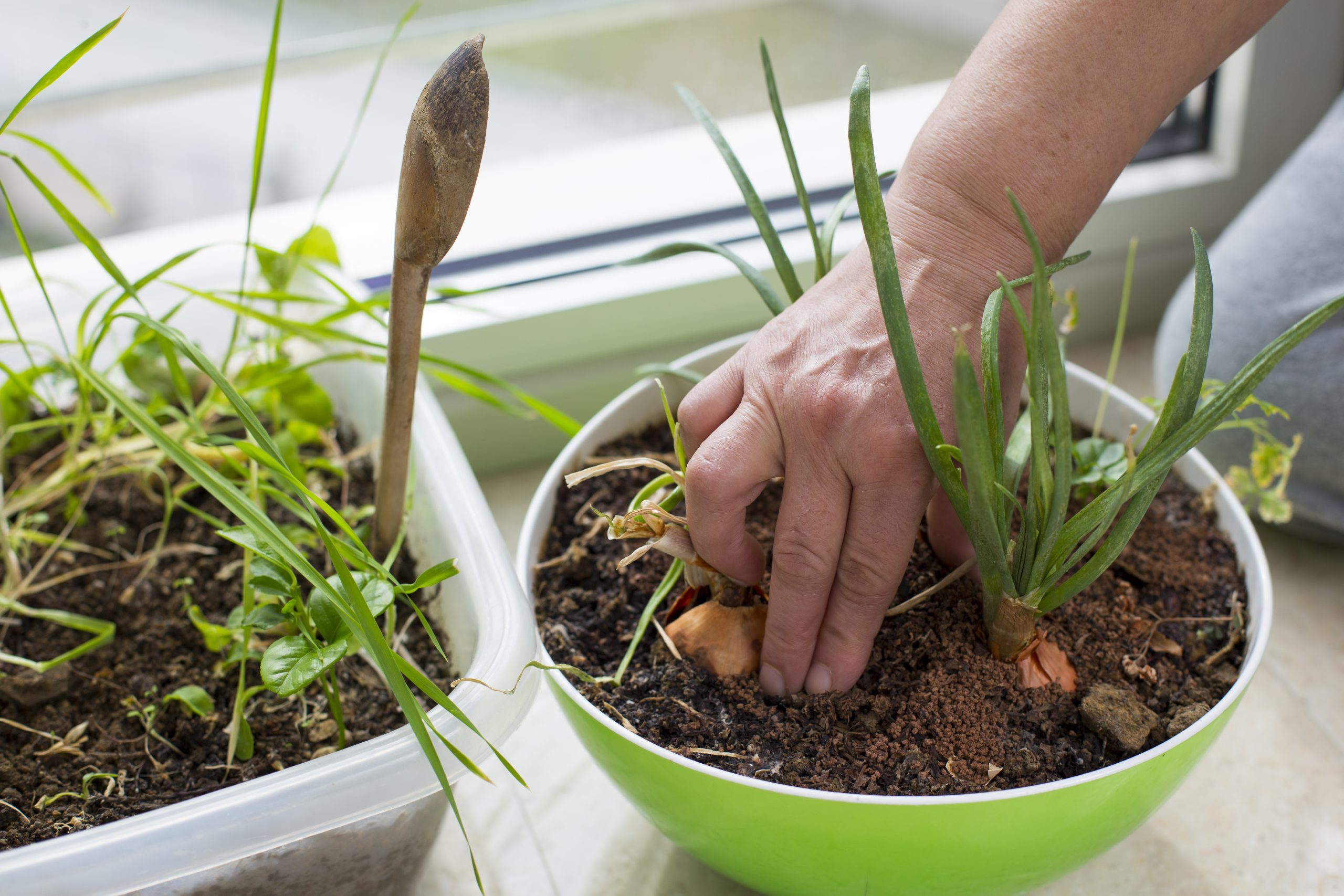 Female hands planting onion at home as a micro-farming. Indoor gardening, environmental themes