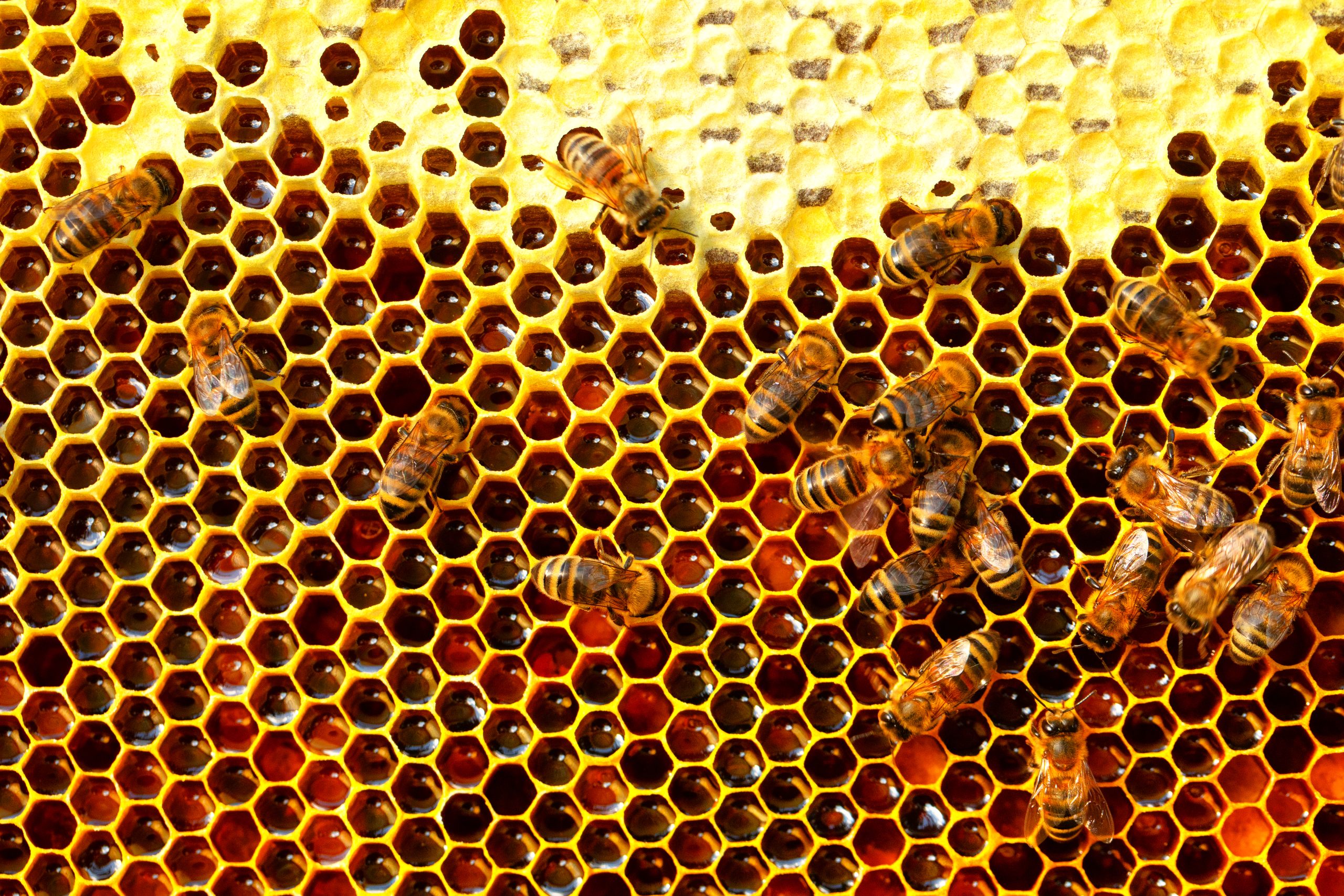 Fresh honey in the hive. Bees work. Construction of honeycombs. Abstract natural background.