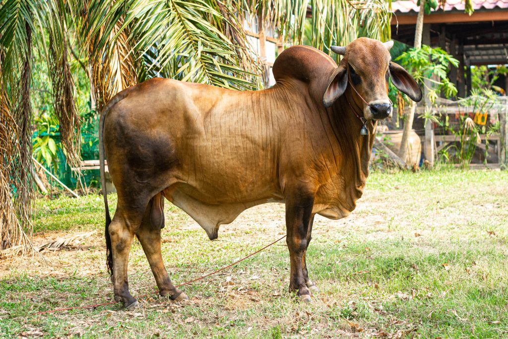 half breed cow Thai and American Brahman Very popular in Thailand because it is resistant to disease and produces many children.