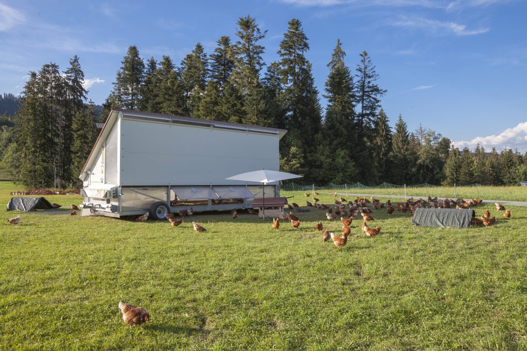 happy and healthy chickens in a mobile