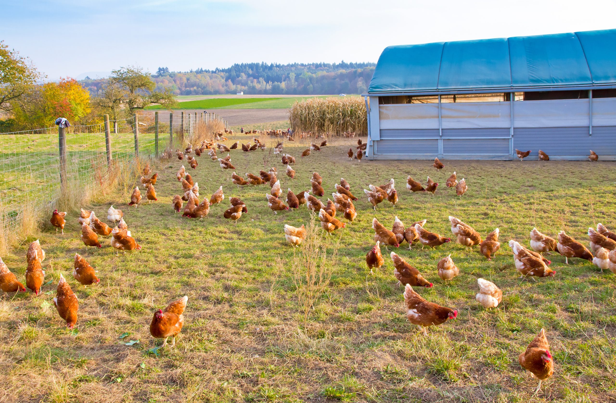 chicken health care on pasture