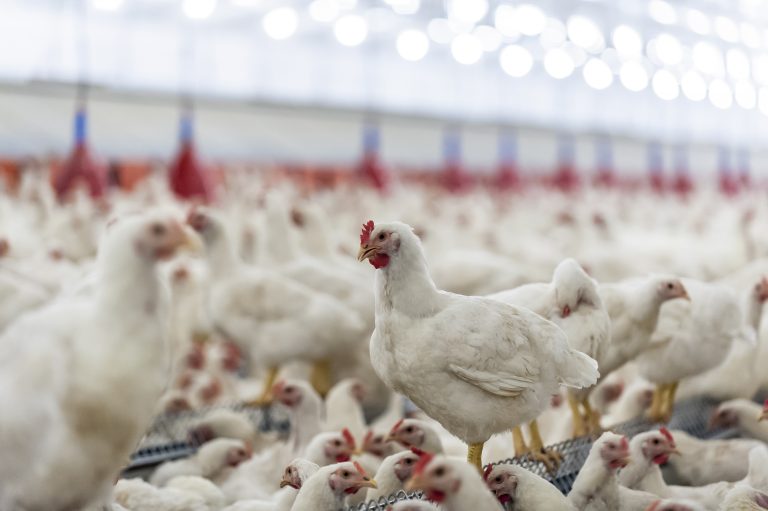 7 Top Poultry Farming Methods Ranked Best to Worst