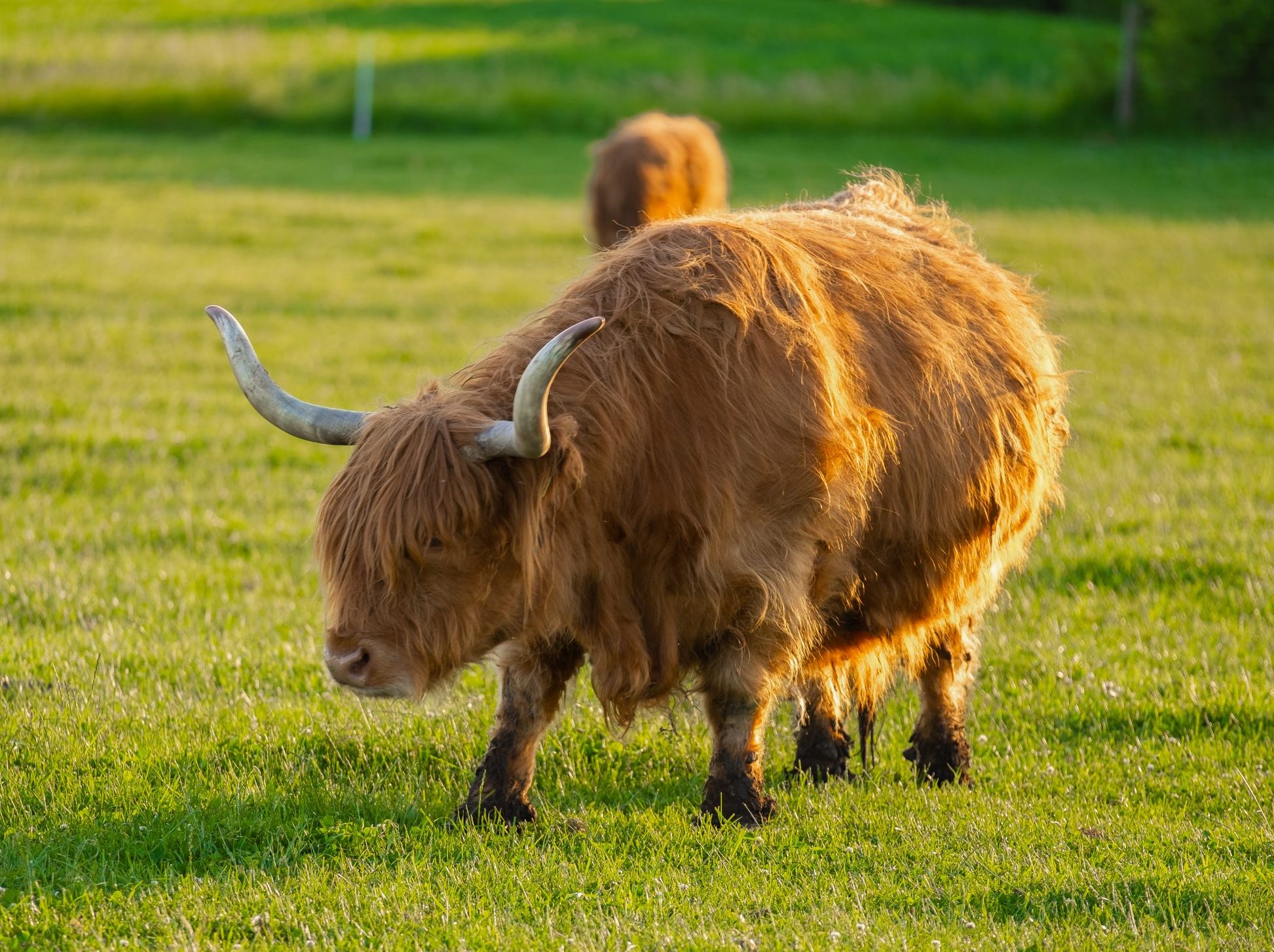 Highland breed. hairy bull chews grass. Farming and cow breeding.Furry highland cows graze on the green meadow.Scottish cows in the pasture