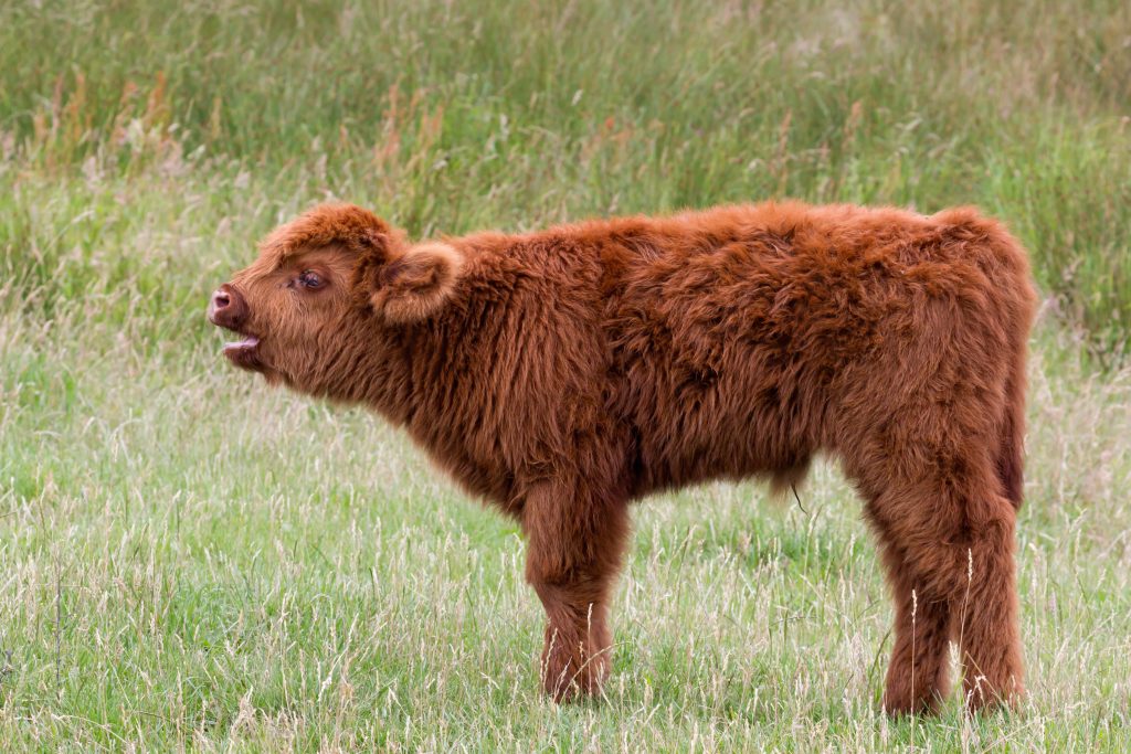 Highland calf mooing for her mother - calf's umbilical cord still on