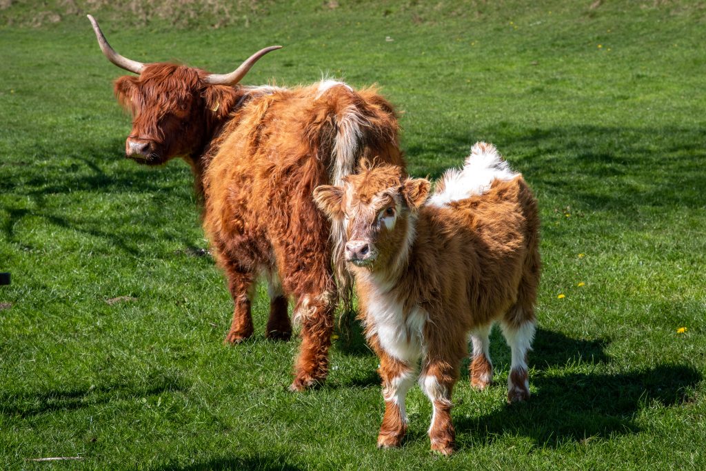 Highland cattle a cowwith horns and a calf, both brown and white standing in a green field.