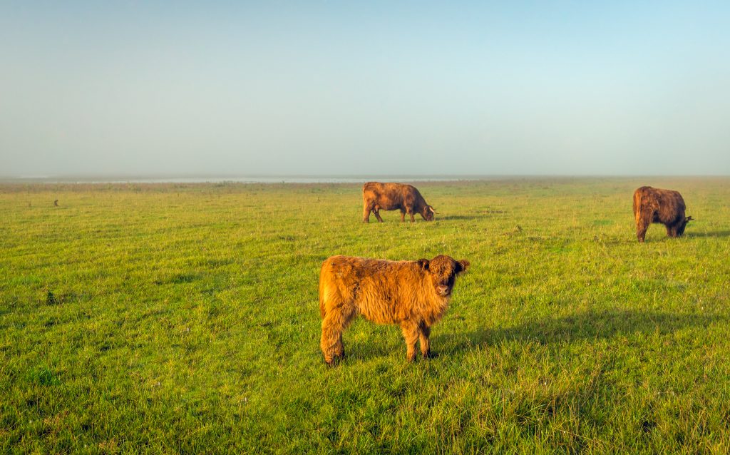 Highland cattle in early morning sunlight grazing in the grass of a Dutch national park. It sia utumn now and in the background the morning mist is still visible.