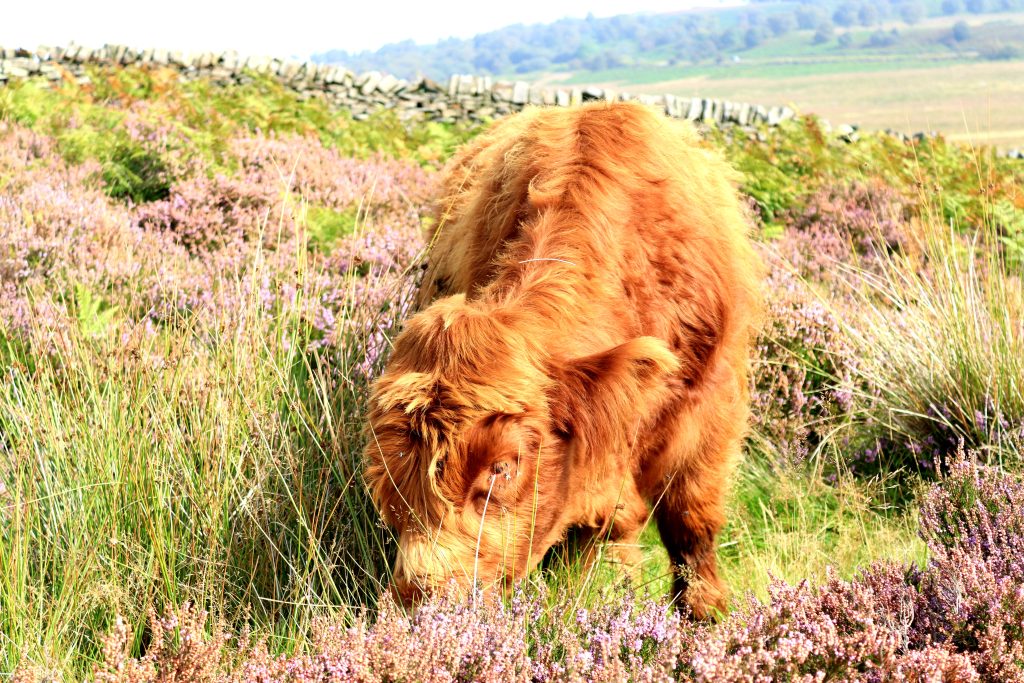 Highland cow baby eating