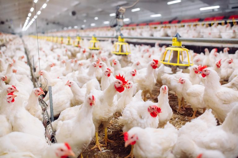 Broiling Poultry Method 7 Top Poultry Farming Methods Ranked Best to Worst - FarmstandApp